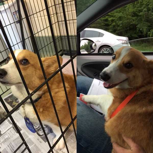 8 Cute (And Available) Rescue Dogs To Push You Through This Semester