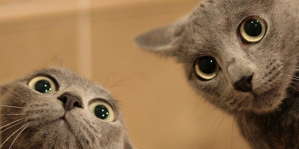 10 Weird Things Your Cat Does, Explained