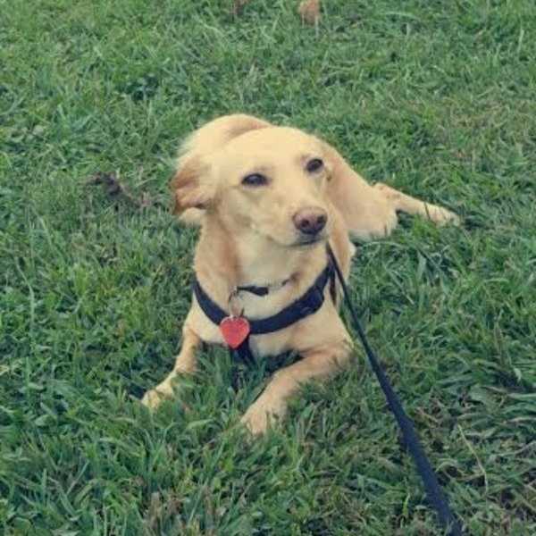 7 Signs You're A Dog Person