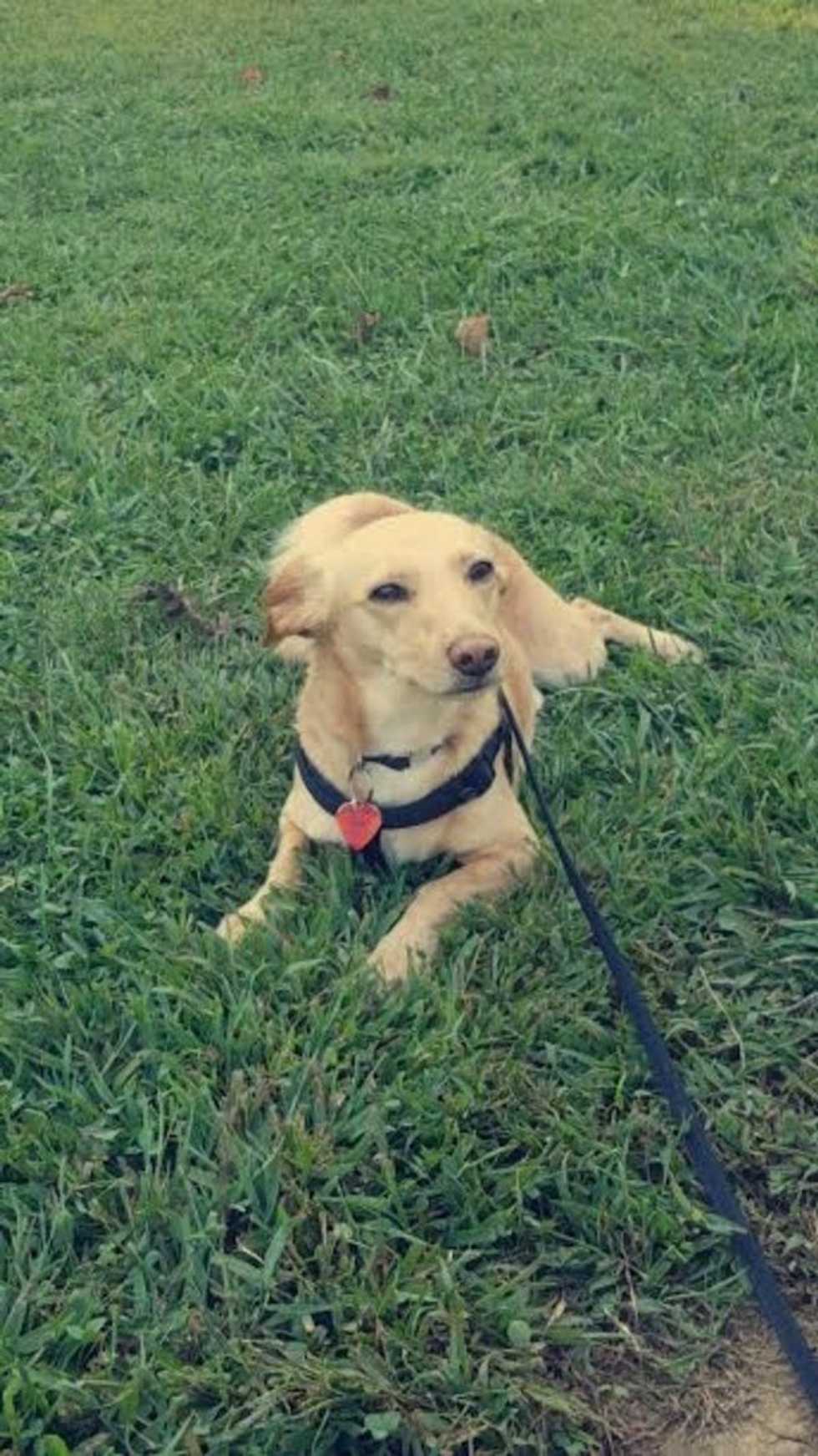 7 Signs You're A Dog Person
