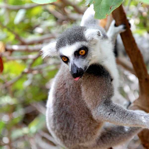 15 Strange Animals You Can Ride And Look Cool Doing It