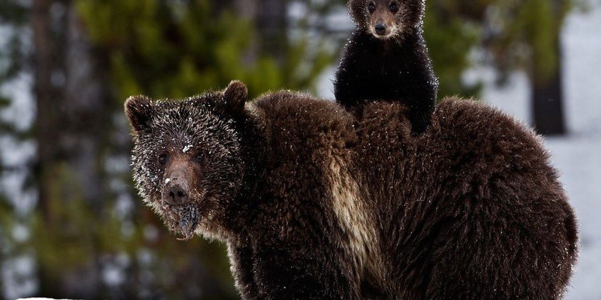 Hibernating Wolves What You Need To Know About The Bill That Allows Hibernating Bears And ...