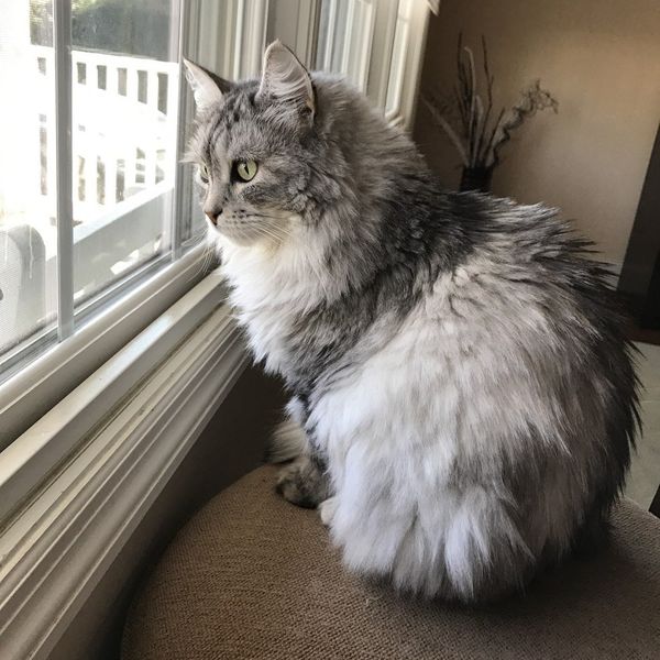 7 Reasons Why I Absolutely Adore Cats