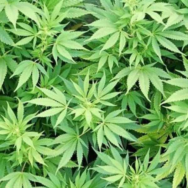 Let's All Smoke A Joint