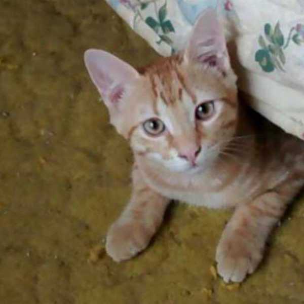15 Kittens to Cheer You Up
