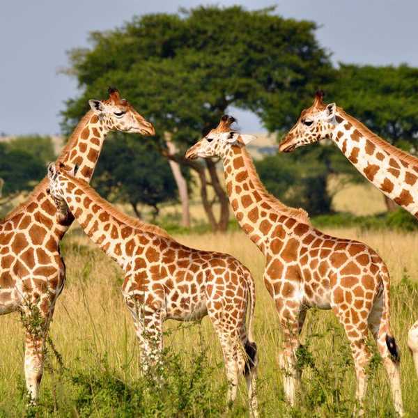 What's More Dangerous Than The Silent Extinction Of Giraffes?