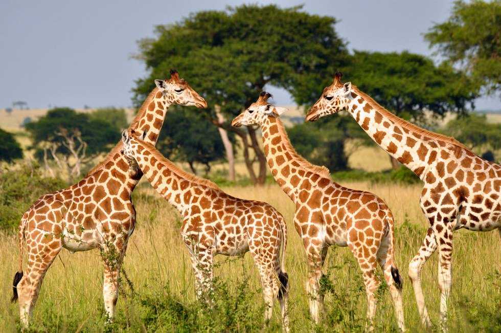 What's More Dangerous Than The Silent Extinction Of Giraffes?