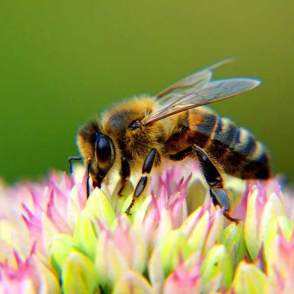 Why You Really Should Give A B*zz About The Honey Bees