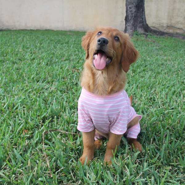 Why Pet Owners Are Parents Too