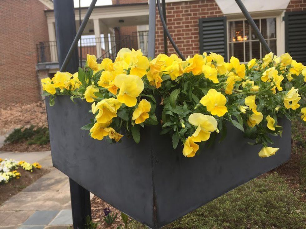 The Vegetarian Transition