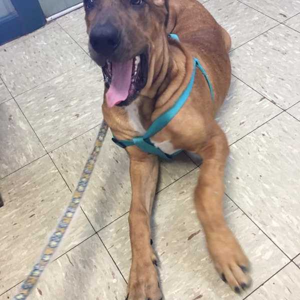 10 Things All Big Dog People Know To Be True