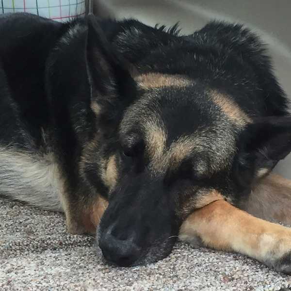 MAN'S BEST FRIEND