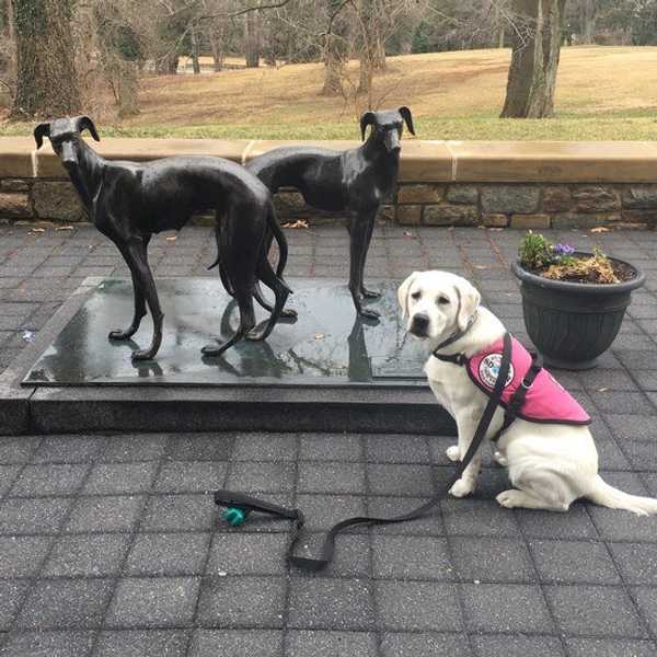 Loyola University Maryland's Ban On Service Dogs In Training