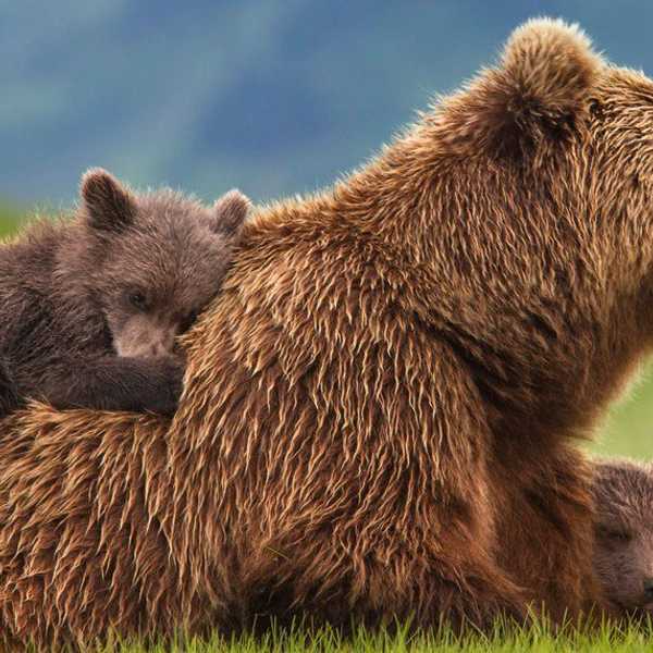 Bear Tails