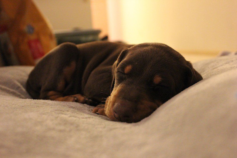 What No One Tells You About Being A Dog Mom At 21