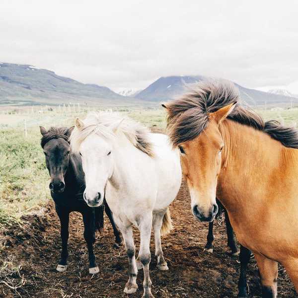 14 Things You Should Never Say To An Animal Science Major