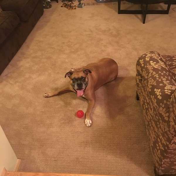 6 Reasons Why Dogs Are The Best Partners We Could Ask For