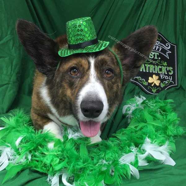 26 St. Patrick's Day Facts And Trivia