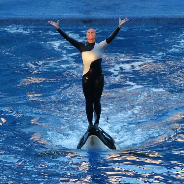 Open The Tanks: Why We Still Need To Boycott SeaWorld