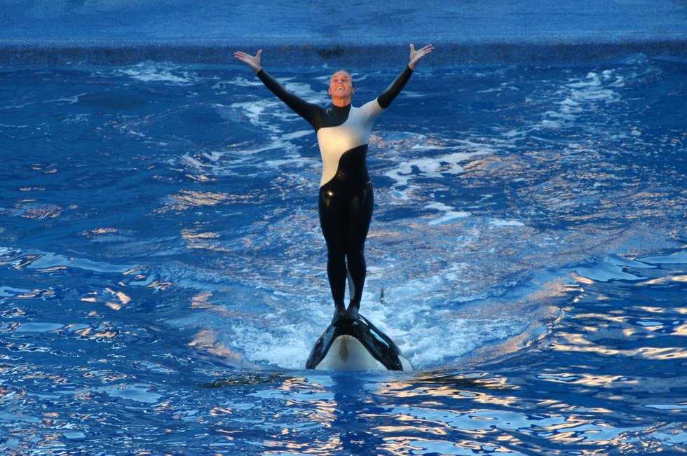 Open The Tanks: Why We Still Need To Boycott SeaWorld