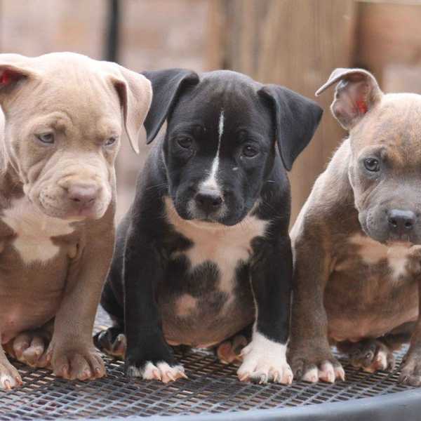 An Open Letter To People Who Dislike Pit Bulls