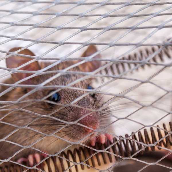 Everyday Brands That Test On Animals, And Their Cruelty-Free Alternatives