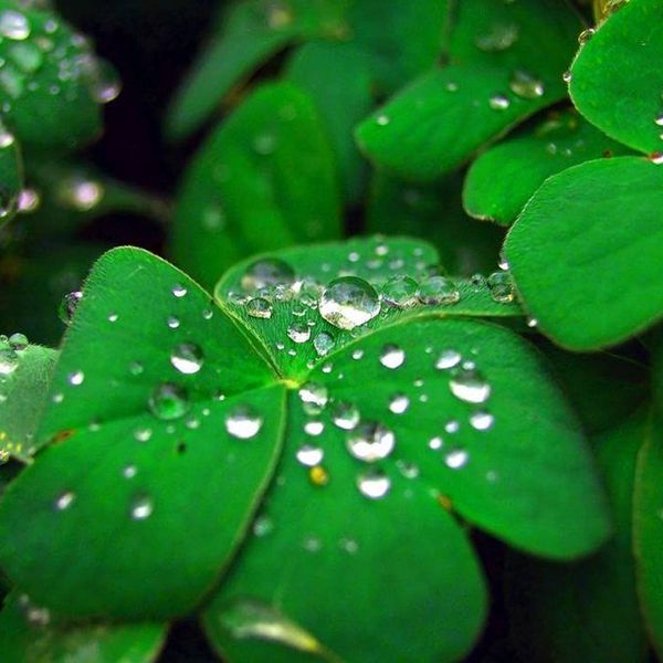 The Luck Of The Irish