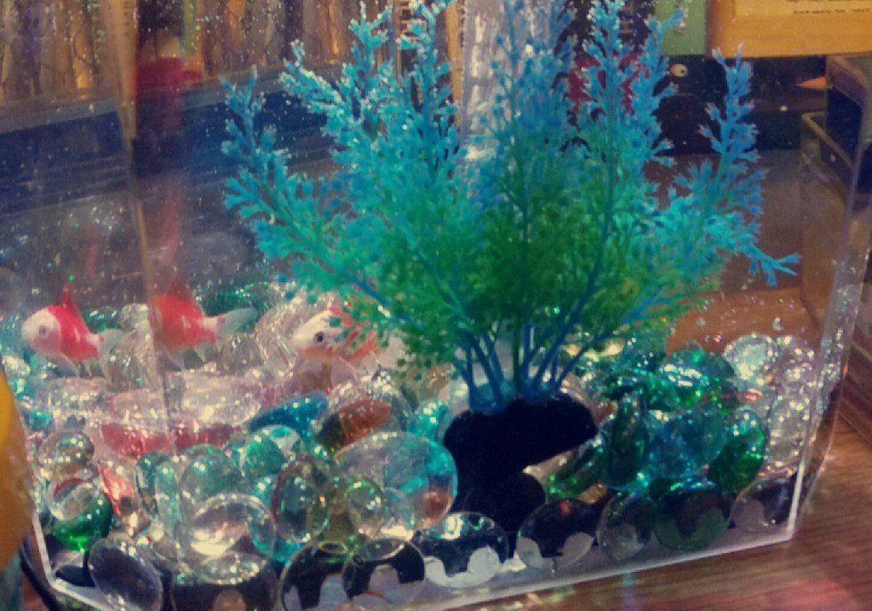 An Open Letter To The Fish I Forgot At School