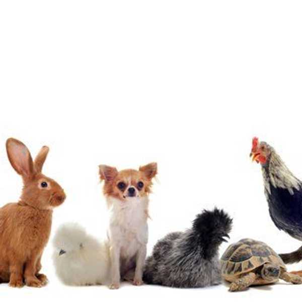 3 Life Lessons, As Taught By Pets