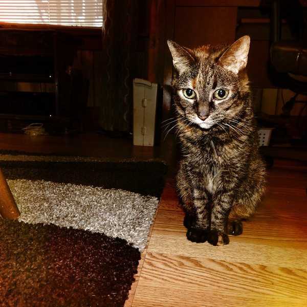 Cats Are A Blessing In Disguise