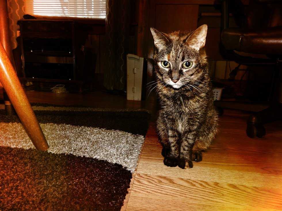 Cats Are A Blessing In Disguise