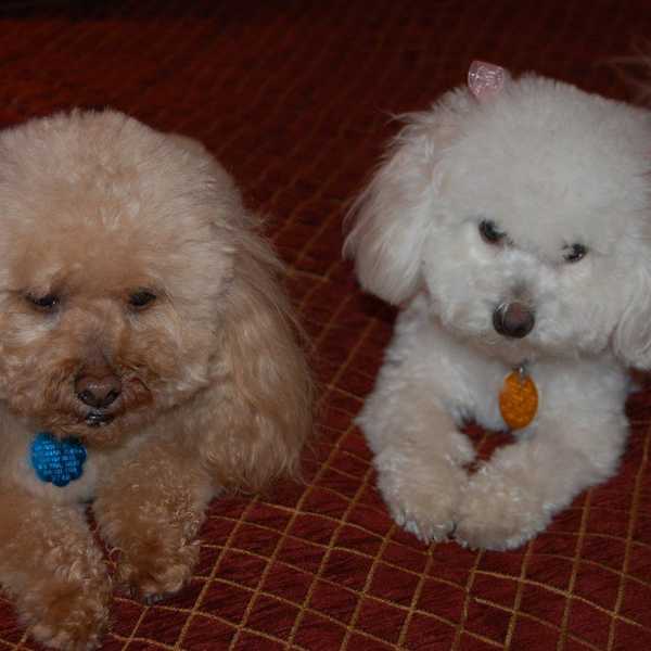 7 Ways Your Dog is Your Best Friend