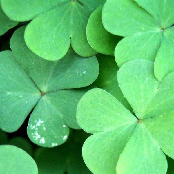 What Saint Patrick's Day Is Like For A Non-Irish Person