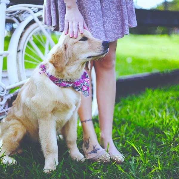 10 Reasons Owning A Dog Is Superior To Having A Boyfriend