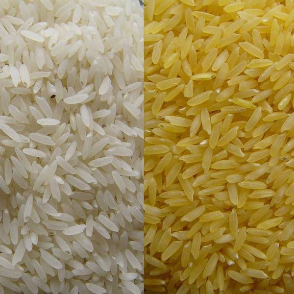 The Science Behind Golden Rice