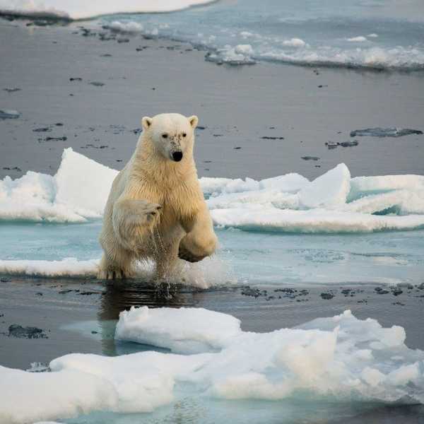 The Effects Of Global Warming On Earth's Biodiversity