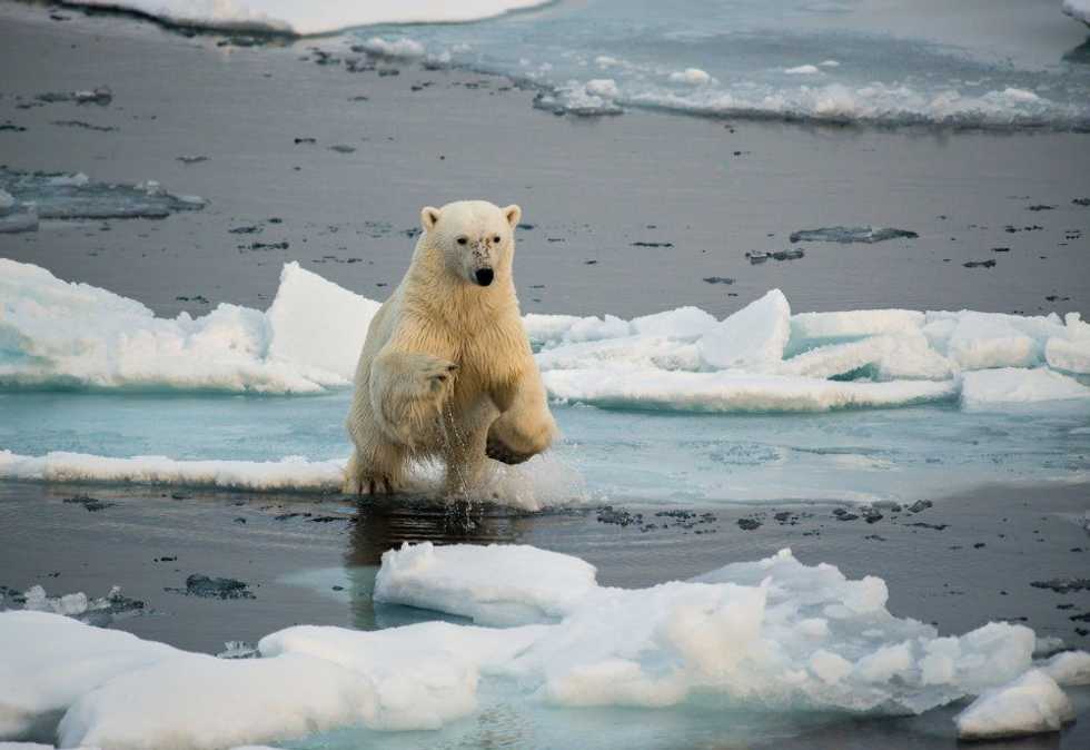 The Effects Of Global Warming On Earth's Biodiversity
