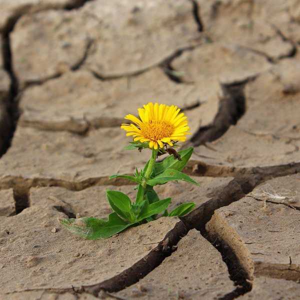 In The Midst Of Life