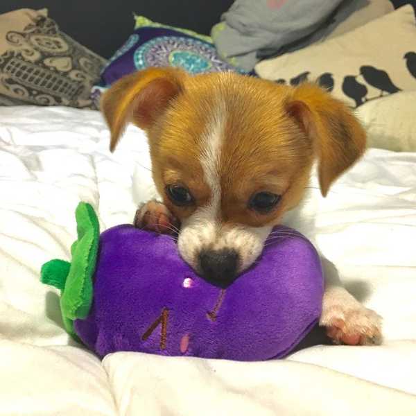 What It's Really Like Being A Dog Owner In College