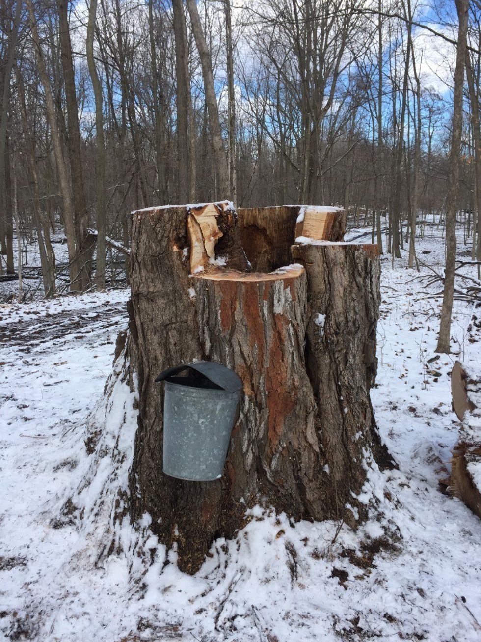 Nature, The Great Teacher