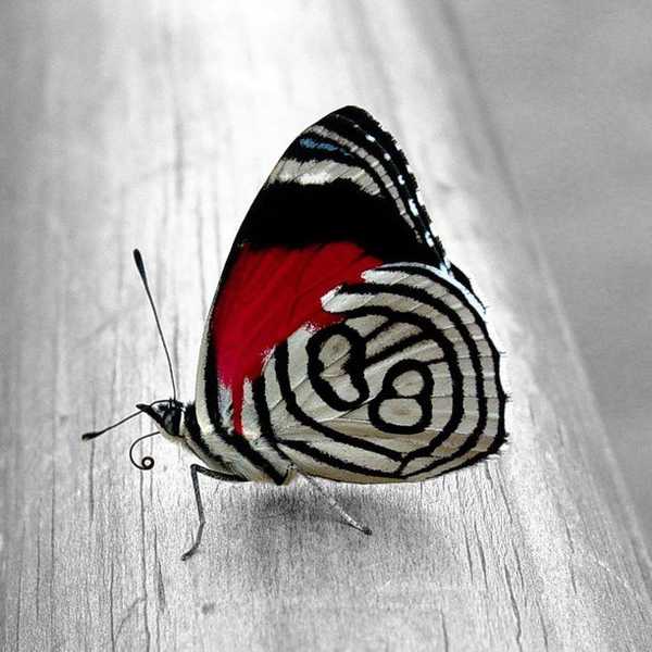 Only Child With Wisdom