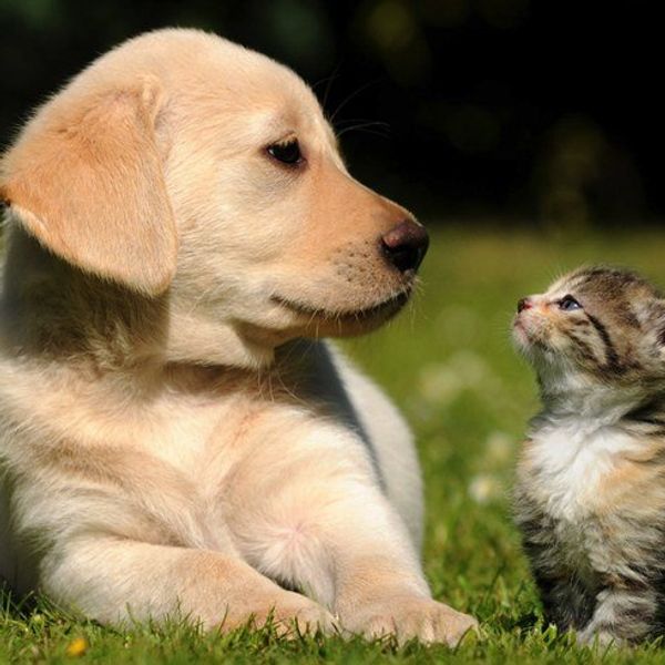10 Reasons To Always Be Good To Your Pets