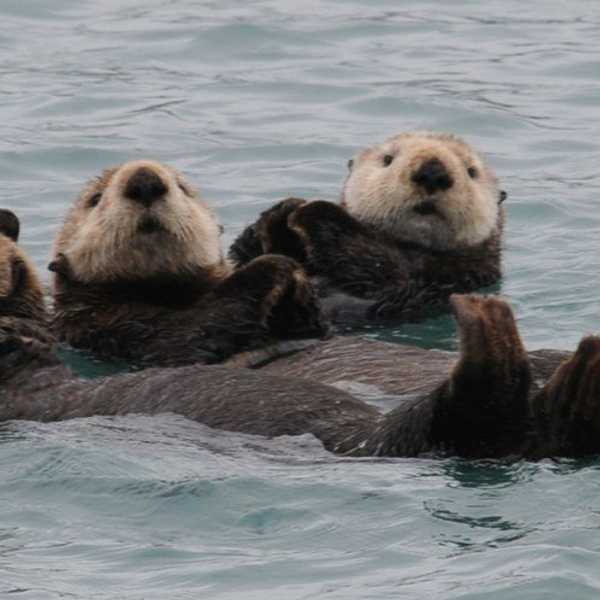5 Amazing Facts About Sea Otters