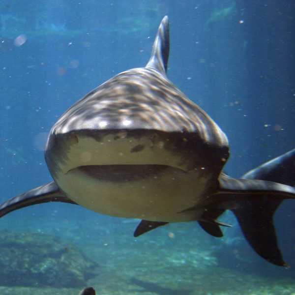 Sharks In Danger!