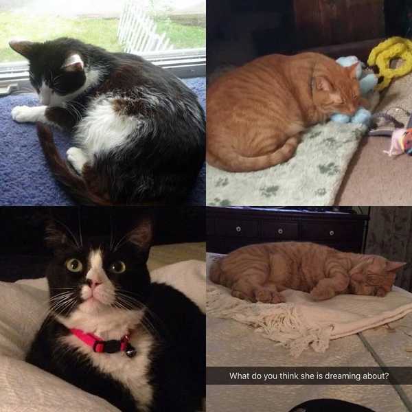 Obsessed With Cats