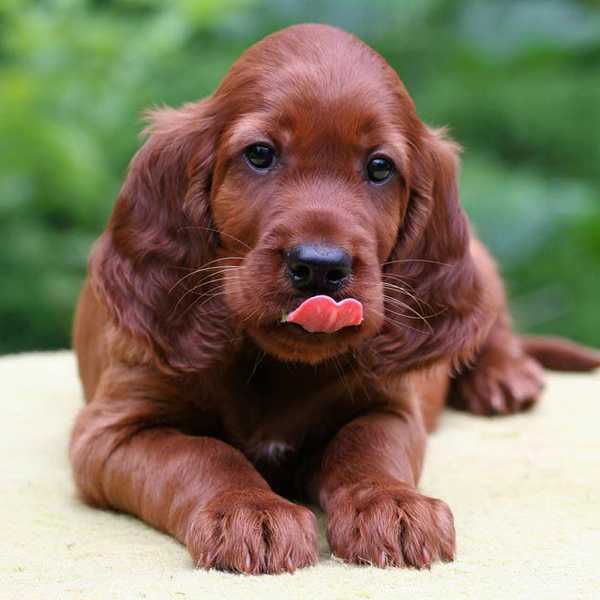 Puppy Pics to Pick You Up