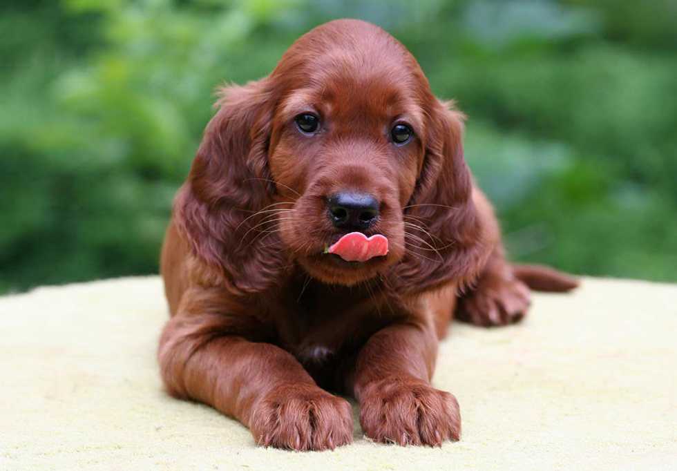 Puppy Pics to Pick You Up