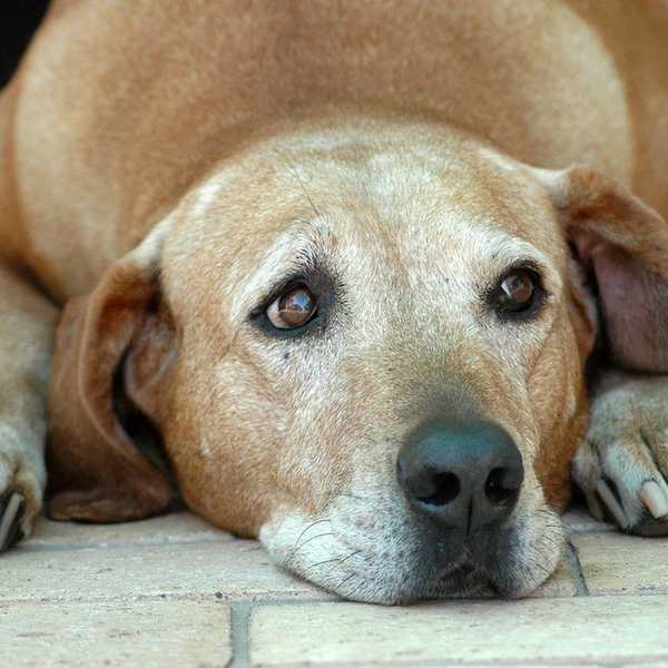 Grieving Over A Recent Deceased Pet