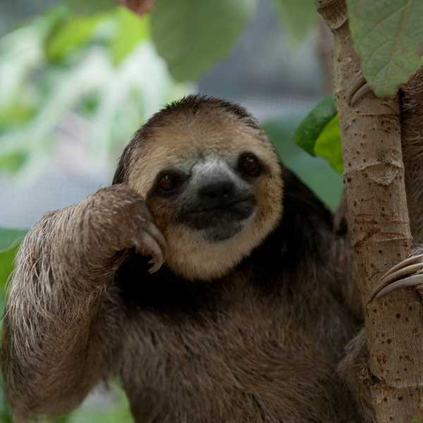 A Week In The Life Of A College Student, As Told By A Sloth