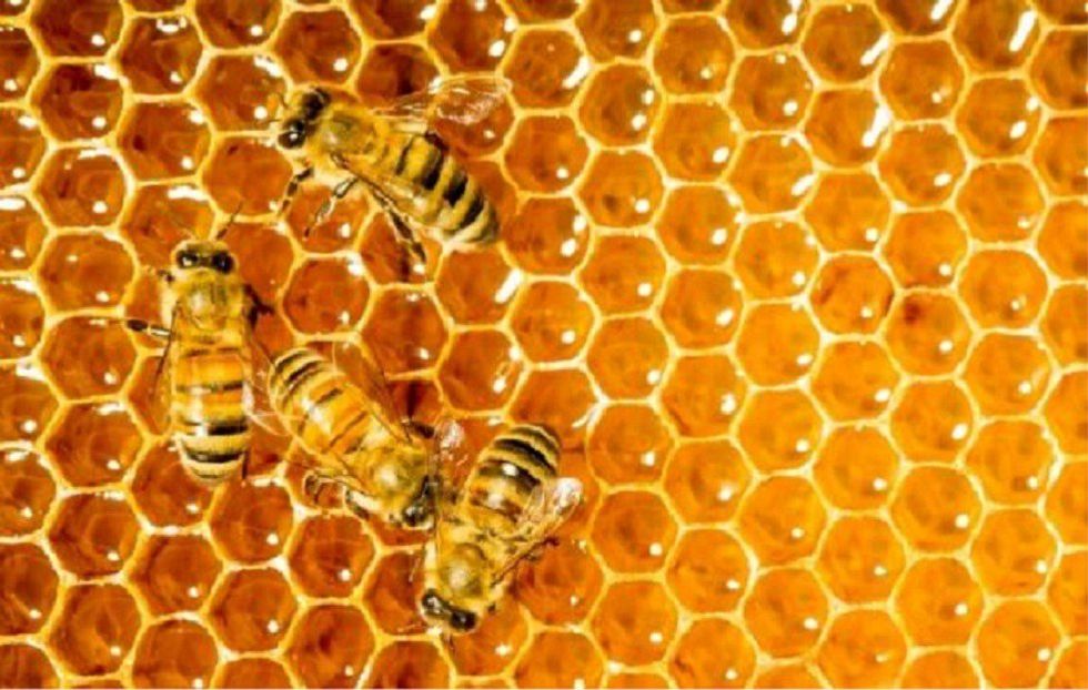 To Eat Or Not To Eat; That Is The Question